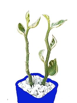 棘.PLANTS F00001974.png